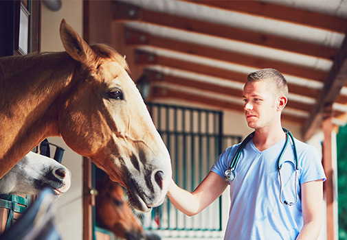 Vet stroking a horse